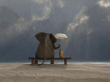 elephant-and-dog-sit-under-the-rain_u-l-q11gp430